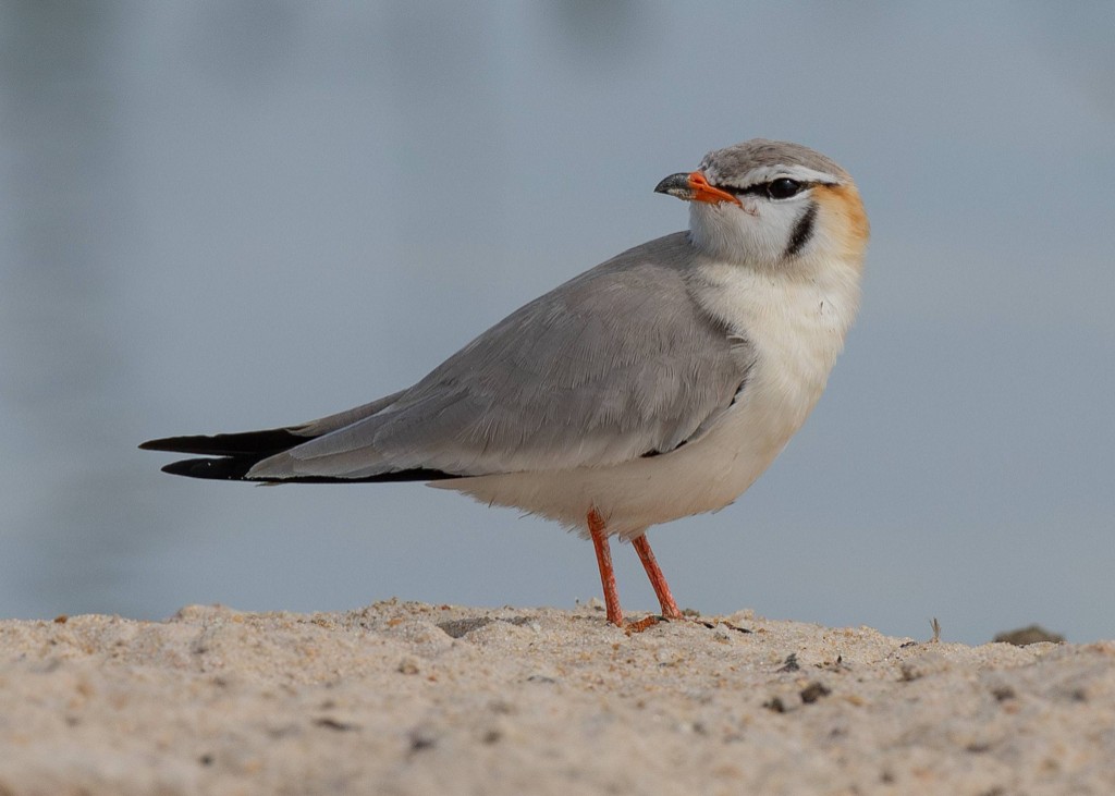 Grey Pratincole on pale sand, head turned back over its shoulder, against a soft blue-grey background.